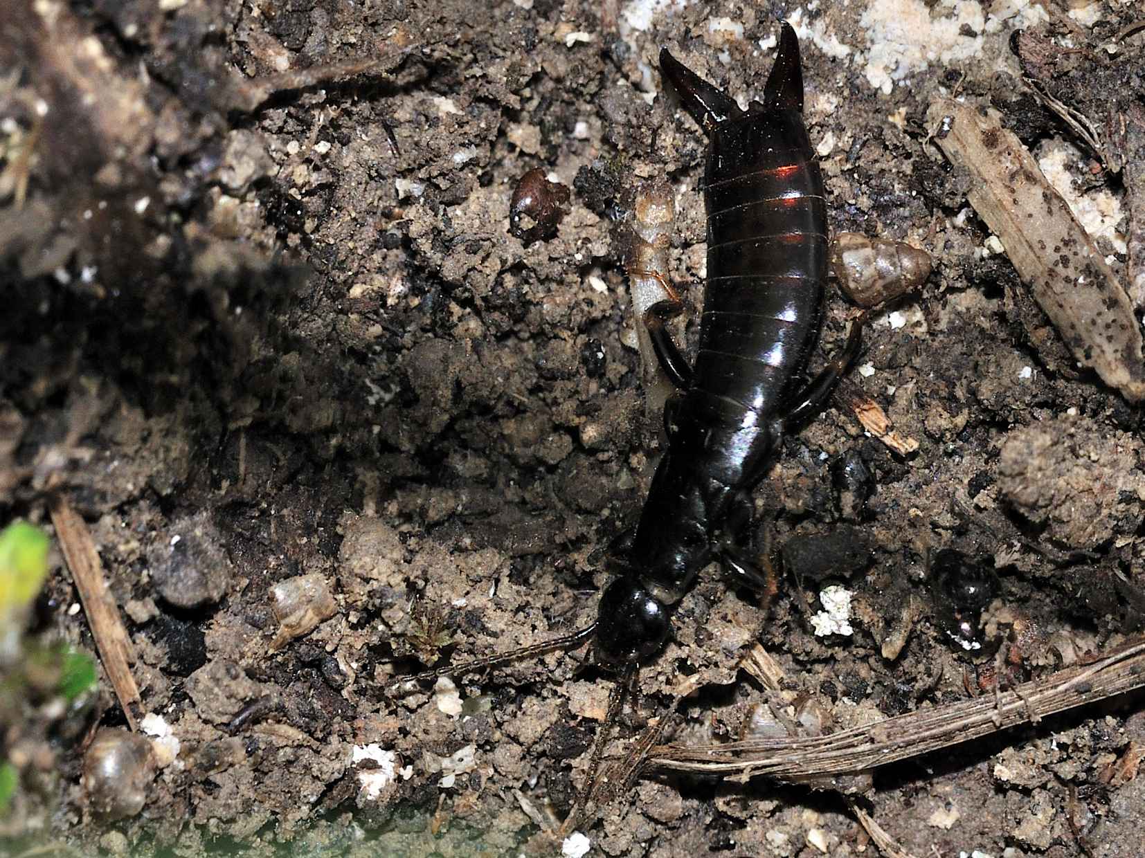 Anisolabididae - Euborellia moesta femmina